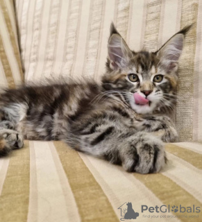 Foto №2 zu Ankündigung № 104303 zu verkaufen maine-coon-katze - einkaufen USA quotient 	ankündigung