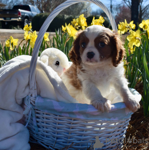 Foto №1. cavalier king charles spaniel - zum Verkauf in der Stadt Berlin | 150€ | Ankündigung № 109280