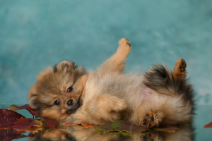 Foto №3. Baby Spitz. Russische Föderation
