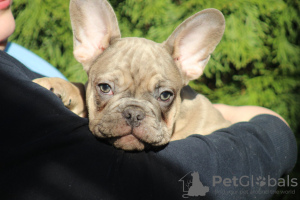 Foto №2 zu Ankündigung № 38113 zu verkaufen französische bulldogge - einkaufen Serbien züchter