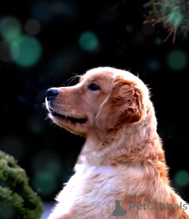 Foto №1. golden retriever - zum Verkauf in der Stadt Boot | 2800€ | Ankündigung № 62309