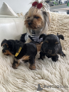 Foto №4. Ich werde verkaufen yorkshire terrier in der Stadt Jersey City. züchter - preis - 426€