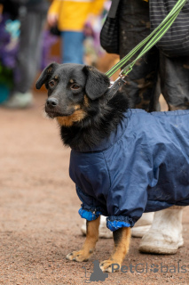 Foto №1.  - zum Verkauf in der Stadt St. Petersburg | verhandelt | Ankündigung № 160576