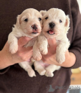 Foto №1. mischlingshund - zum Verkauf in der Stadt Bernkastel-kues | verhandelt | Ankündigung № 166372