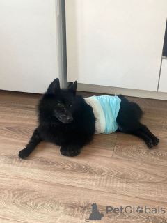 Foto №3. Schipperke Venya sucht ein Zuhause.. Russische Föderation