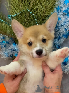 Foto №3. Welpen Velsh Corgi Pembrok. Russische Föderation