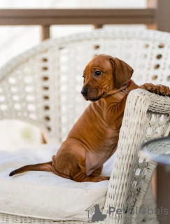 Zusätzliche Fotos: Rhodesian Ridgeback-Welpen