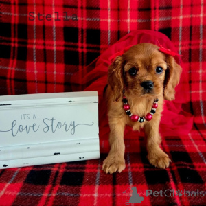Foto №2 zu Ankündigung № 155577 zu verkaufen cavalier king charles spaniel - einkaufen Österreich züchter
