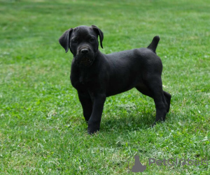 Zusätzliche Fotos: Südafrikanische Boerboel-Mastiff-Welpen