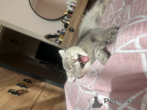 Foto №1. schottische faltohrkatze - zum Verkauf in der Stadt Баку | verhandelt | Ankündigung № 140154