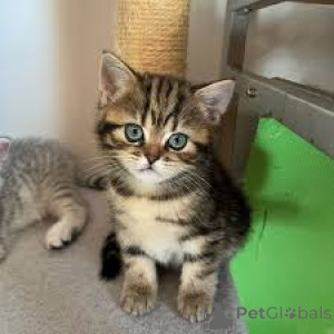 Foto №1. europäisch kurzhaar - zum Verkauf in der Stadt Brüssel | 500€ | Ankündigung № 165836