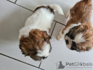 Foto №1. shih tzu - zum Verkauf in der Stadt Degerdal | 320€ | Ankündigung № 123491