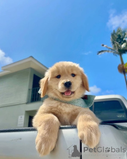 Foto №2 zu Ankündigung № 157842 zu verkaufen golden retriever - einkaufen Niederlande quotient 	ankündigung