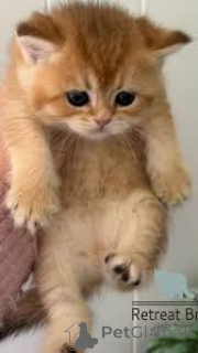 Foto №3. Chatons Britisch Kurzhaar zum Verkauf. Belgien