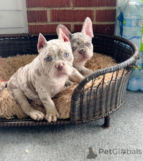 Foto №2 zu Ankündigung № 147472 zu verkaufen american bully - einkaufen Deutschland quotient 	ankündigung