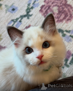 Foto №2 zu Ankündigung № 156260 zu verkaufen ragdoll-katze - einkaufen Norwegen quotient 	ankündigung