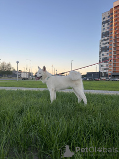 Foto №3. Akita Inu-Welpen. Weißrussland