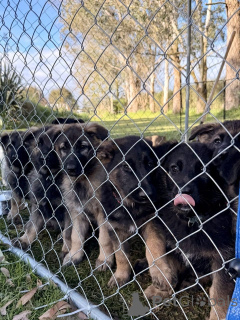 Foto №1. deutscher schäferhund - zum Verkauf in der Stadt Heusenstamm | 885€ | Ankündigung № 172411