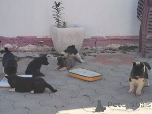 Foto №2 zu Ankündigung № 173464 zu verkaufen amerikanischer akita - einkaufen Serbien 