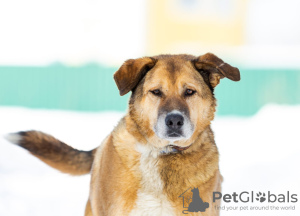 Foto №1. mischlingshund - zum Verkauf in der Stadt Москва | Frei | Ankündigung № 32394