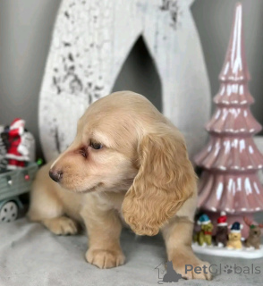 Foto №4. Ich werde verkaufen mischlingshund in der Stadt Ohio. züchter - preis - verhandelt