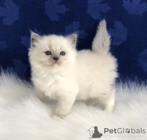 Foto №3. Chatons Ragdoll kehren zu ihrer neuen Familie zurück.. Frankreich