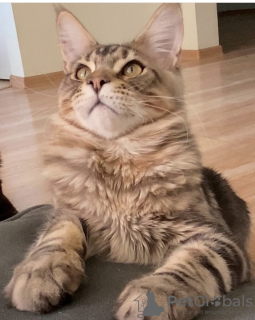 Foto №3. Maine Coons von Champions of Kazakhstan. Kasachstan