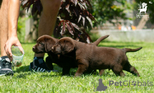 Foto №2 zu Ankündigung № 126671 zu verkaufen labrador retriever - einkaufen Serbien 
