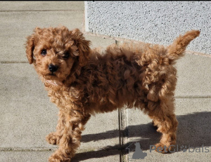 Foto №3. Cavapoo -Welpen zum Rehoming !!. Schweiz