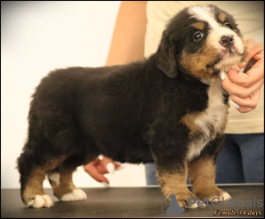 Foto №4. Ich werde verkaufen berner sennenhund in der Stadt Belgrad. züchter - preis - verhandelt