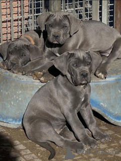 Foto №2 zu Ankündigung № 165237 zu verkaufen cane corso italiano - einkaufen Rumänien züchter
