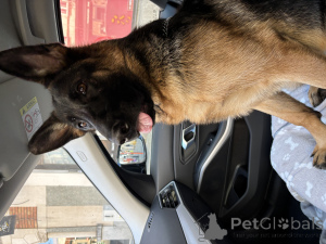 Foto №4. Ich werde verkaufen deutscher schäferhund in der Stadt Brüssel. quotient 	ankündigung, züchter - preis - 4500€