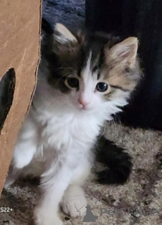Foto №1. norwegische waldkatze - zum Verkauf in der Stadt Oetz | 350€ | Ankündigung № 171025