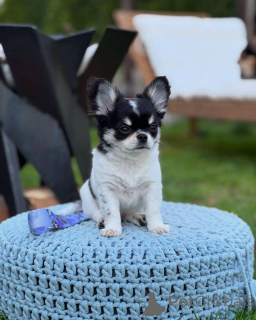 Foto №2 zu Ankündigung № 152581 zu verkaufen chihuahua - einkaufen Deutschland quotient 	ankündigung