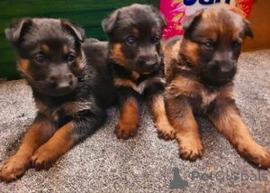Foto №1. deutscher schäferhund - zum Verkauf in der Stadt Balta | 500€ | Ankündigung № 172680