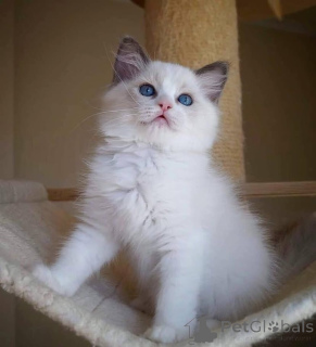 Foto №2 zu Ankündigung № 93598 zu verkaufen ragdoll-katze - einkaufen Deutschland 