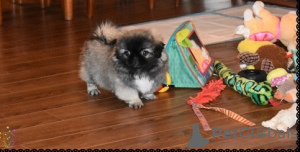 Foto №2 zu Ankündigung № 117320 zu verkaufen pekingese - einkaufen Deutschland 