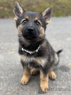 Foto №2 zu Ankündigung № 157400 zu verkaufen deutscher schäferhund - einkaufen Deutschland züchter