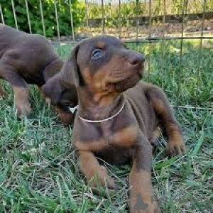 Foto №3. Dobermann-Welpen zu verkaufen. Großbritannien