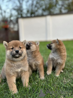 Foto №4. Ich werde verkaufen shiba in der Stadt Jakovo. züchter - preis - 700€