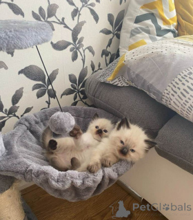 Foto №1. ragdoll-katze - zum Verkauf in der Stadt Phönix | 484€ | Ankündigung № 161379