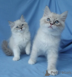 Foto №2 zu Ankündigung № 155608 zu verkaufen himalayan cat - einkaufen Österreich 