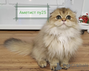 Foto №3. Verkaufe schottische Katze zur Zucht oder als Haustier. Weißrussland