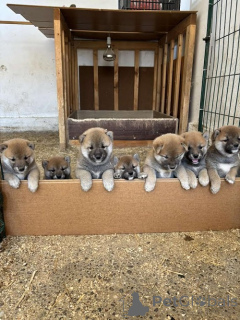 Foto №1. shiba - zum Verkauf in der Stadt Zenjanin | 700€ | Ankündigung № 151756