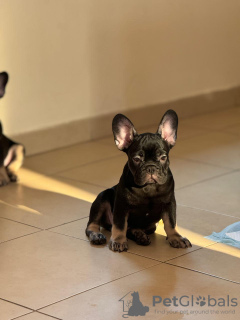 Foto №3. Französische Bulldogge. Vereinigte Arabische Emirate