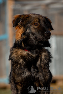 Foto №4. Ich werde verkaufen mischlingshund in der Stadt Москва. aus dem tierheim - preis - Frei