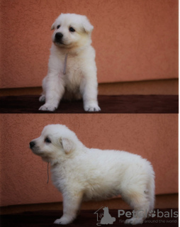 Foto №2 zu Ankündigung № 19724 zu verkaufen berger blanc suisse - einkaufen Russische Föderation vom kindergarten