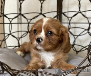 Foto №1. cavalier king charles spaniel - zum Verkauf in der Stadt Geel | 400€ | Ankündigung № 96203