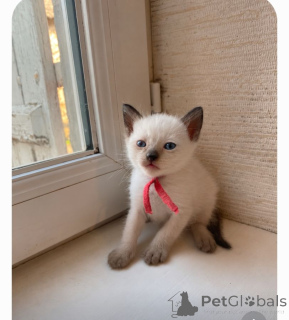 Foto №1. siamkatze - zum Verkauf in der Stadt Ehemann | 350€ | Ankündigung № 172022