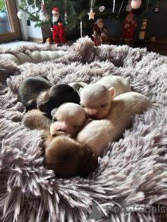 Foto №3. Langhaarige Chihuahua-Welpen FCI. Polen